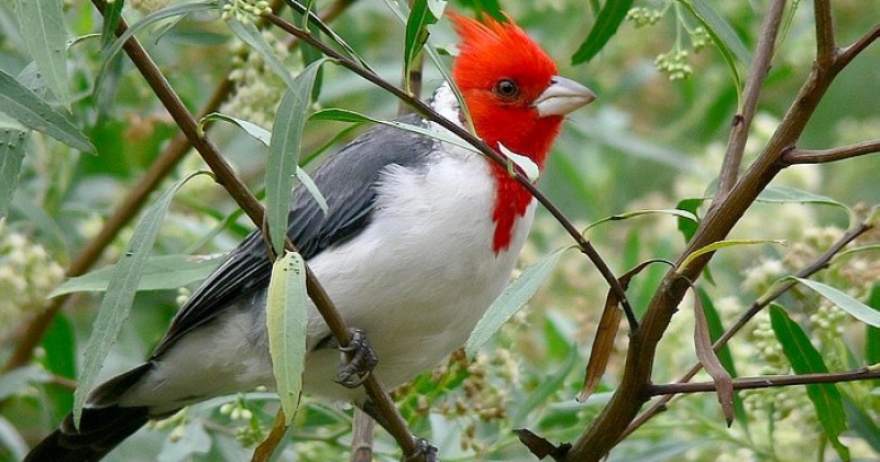 Esteros del Iberaacute zona reconocida internacionalmente como destino para el avistaje de aves
